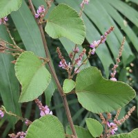 Polhillides velutina (Willd.) H.Ohashi & K.Ohashi